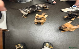 Mixed Breed dogs for sale: FrenchieXPomeranian  - Image 25