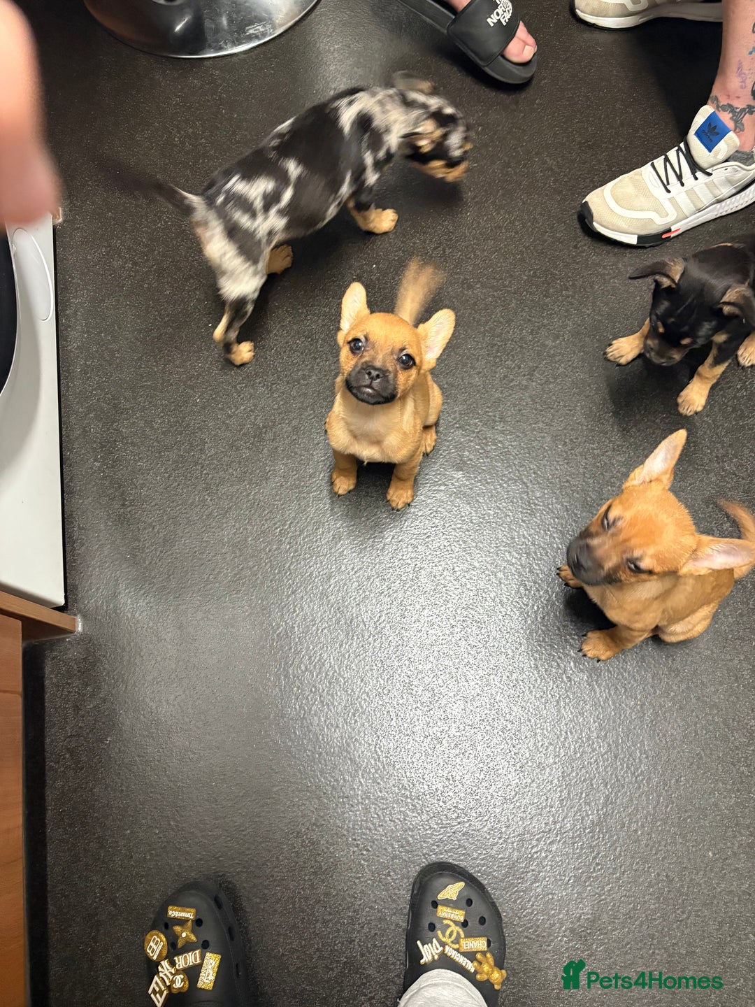 Mixed Breed dogs for sale: FrenchieXPomeranian  - Image 25