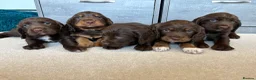 Sprocker dogs for sale: Fully Health Tested F1 Sprocker Spaniels - Advert 9