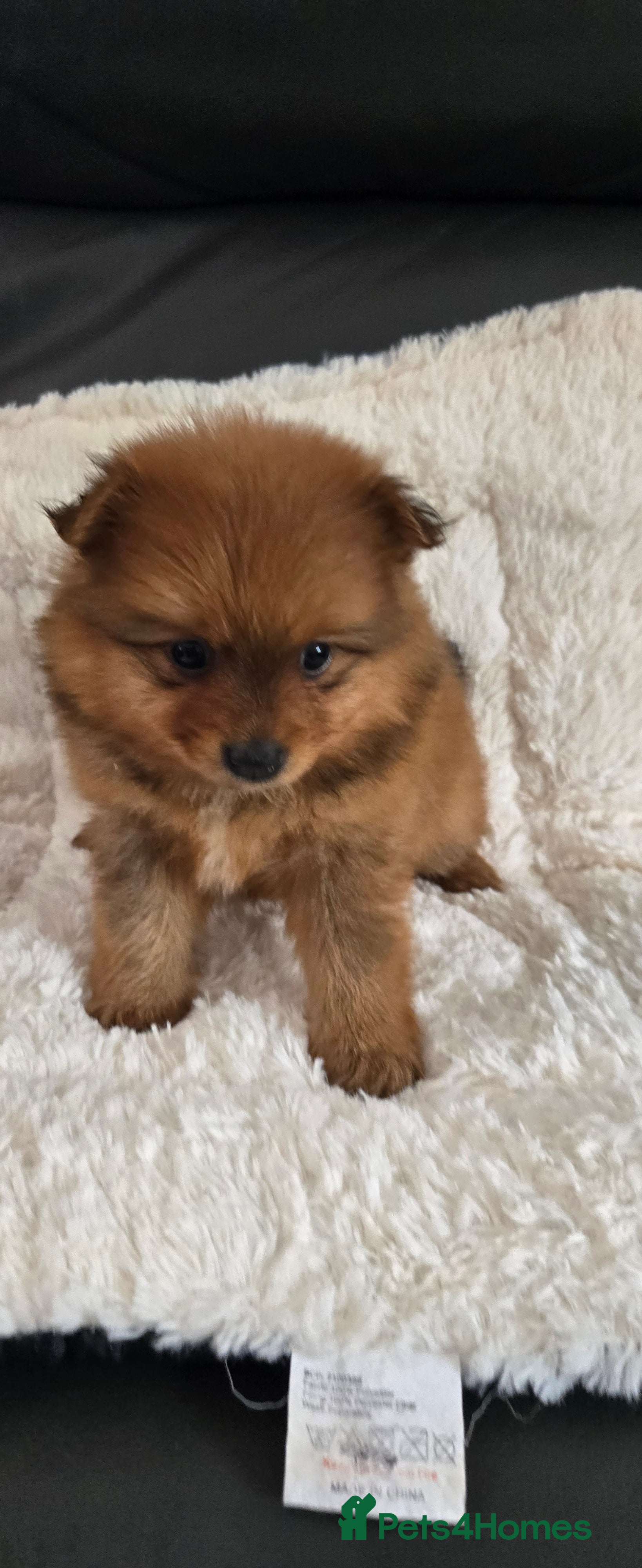 Pomeranian dogs Last one available Pretty cute Pomeranians  - Advert 1
