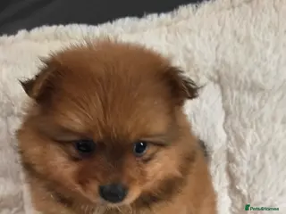 Pomeranian dogs Last one available Pretty cute Pomeranians - Advert 1