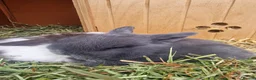 Mini Lop rabbits for sale: Beautiful Mini Lop Does - Advert 7
