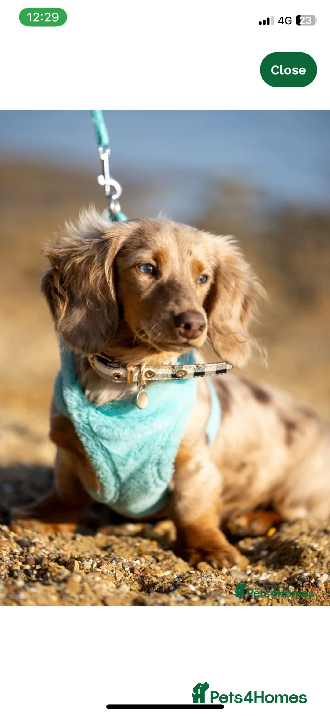 Miniature Dachshund dogs for sale: Miniature long haired dachshund READY NOW - Advert 27