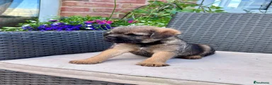 Border Terrier 5