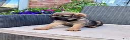 Border Terrier dogs for sale: Pedigree K C Reg Border Terrier Puppies for sale in Derby - Advert 31