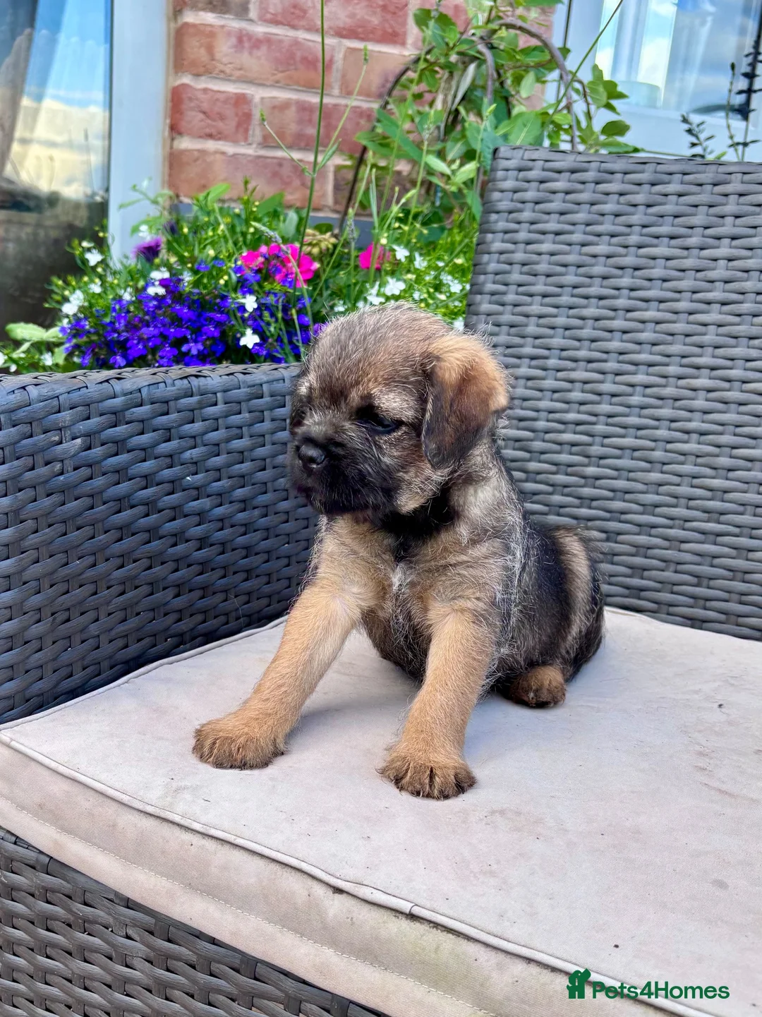 Border Terrier dogs for sale: Pedigree K C Reg Border Terrier Puppies for sale in Derby - Advert 31