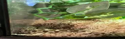 Snake reptiles for sale: CB23 Western Hognose (Male) - Advert 6
