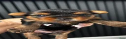 Yorkshire Terrier dogs for sale: Beautiful Yorkshire Terrier Puppies for Sale - Advert 14