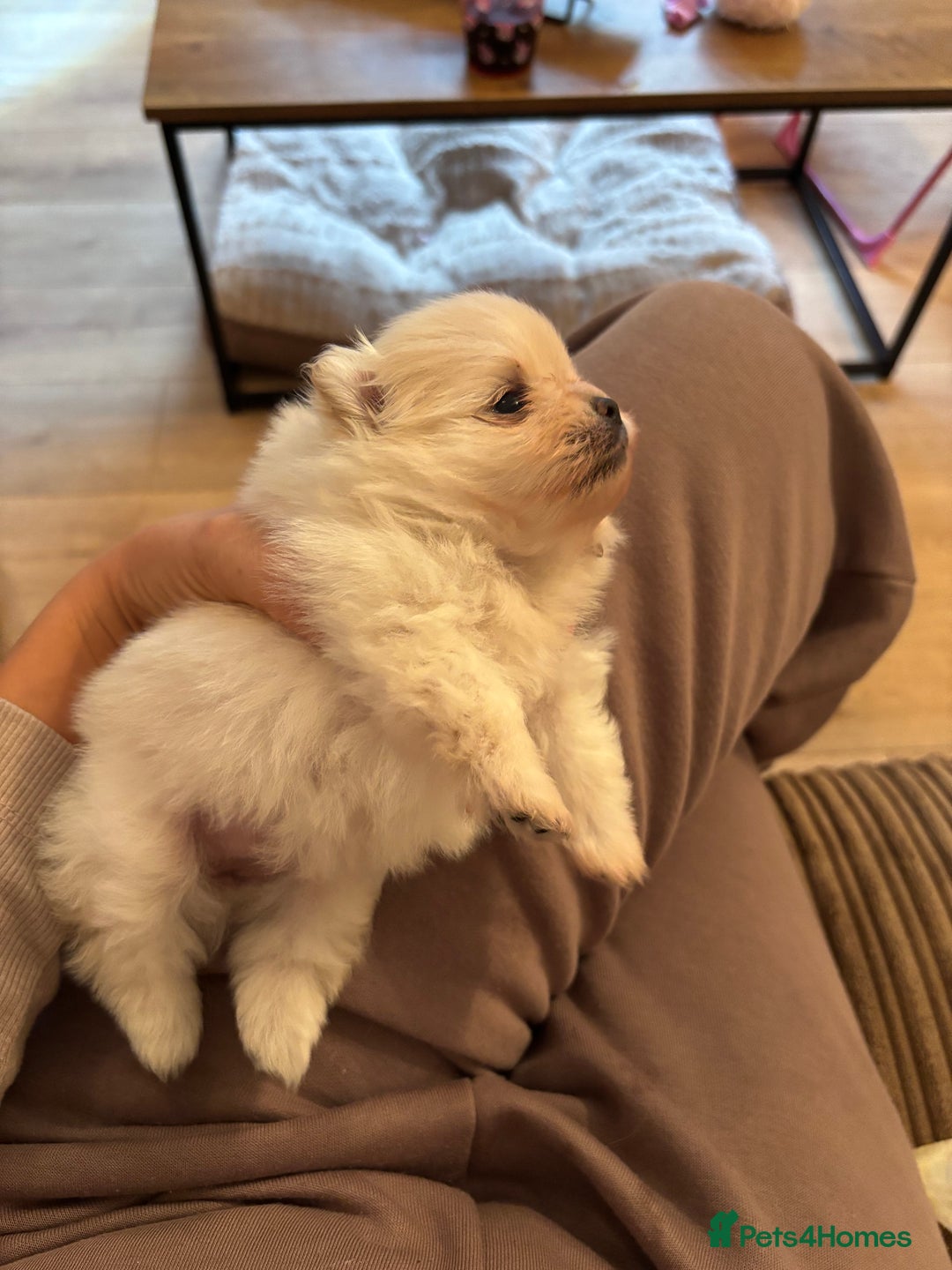 Pomeranian dogs for sale: Mini/ tea cup white girl Pomeranian  - Image 3