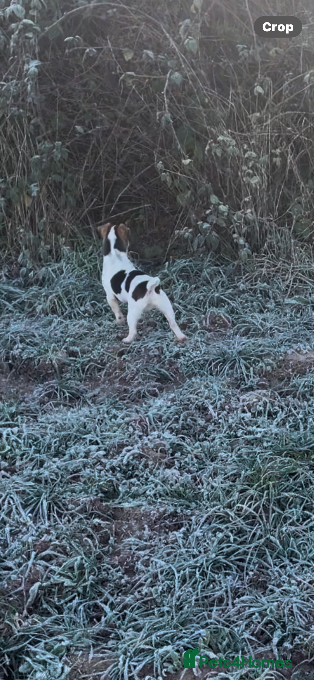 Jack Russell dogs for sale: Buddy the russell - Advert 4