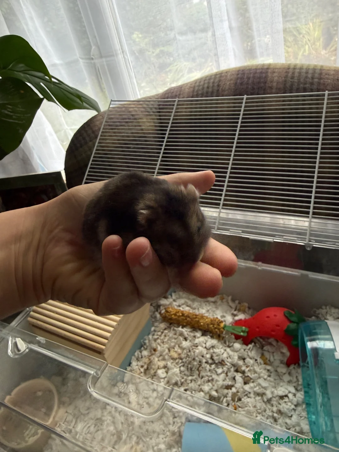 Hamster rodents for sale: female hamster  in Preston - Advert 3