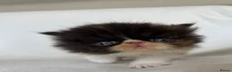 Persian cats for sale: GCCF Registered Persian Kittens - Advert 5