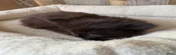 Maine Coon cats for sale: 3 beautiful mainecoon cross girls   - Advert 7
