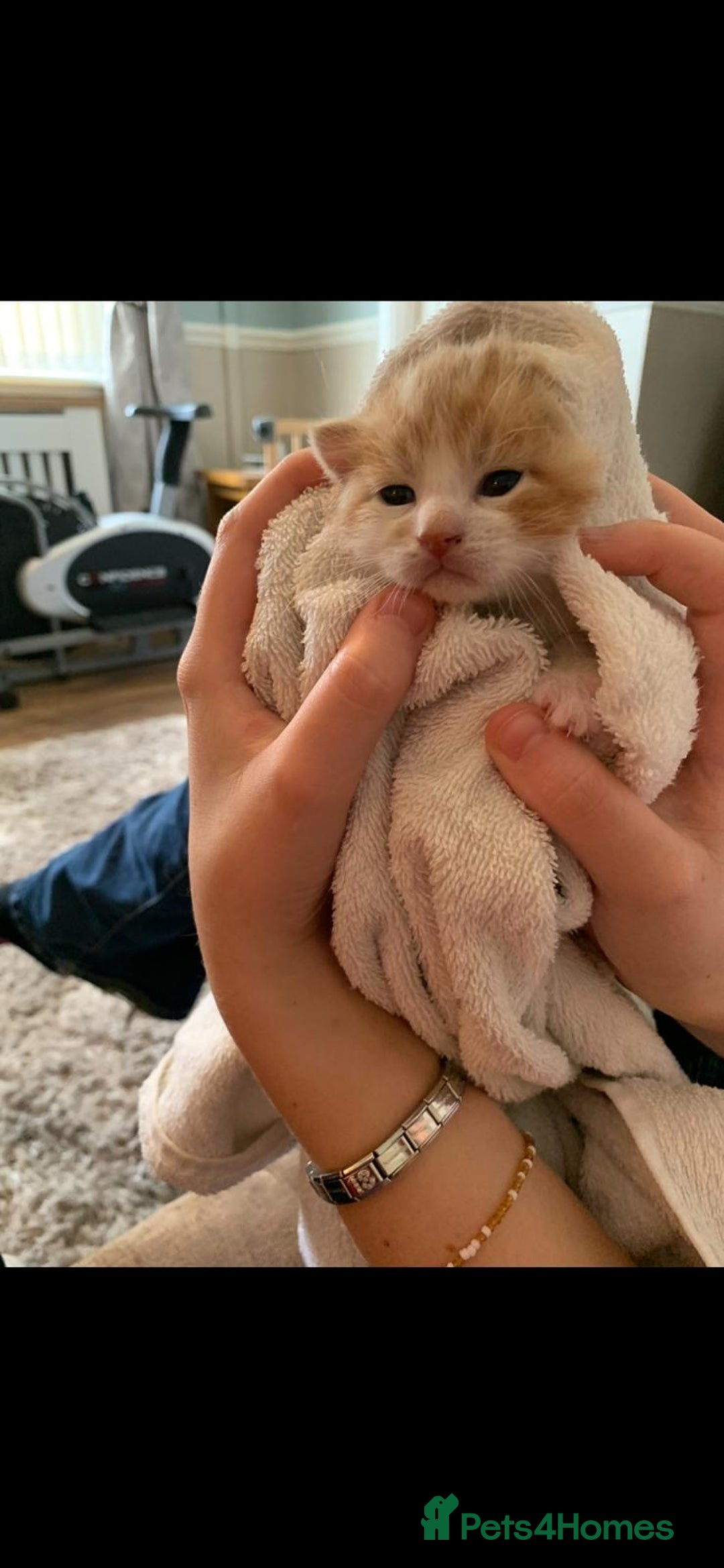 Mixed Breed cats for sale: 3 Male kittens  - Image 12