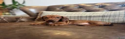 Dachshund dogs for sale: Miniature Dachshund Puppies - Advert 6