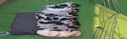Cocker Spaniel dogs for sale: 🏡UNIQUE SHOW COCKER SPANIELS PUPPIES 🐶  - Advert 8
