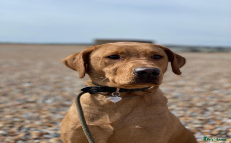 Labrador Retriever dogs - Advert 1