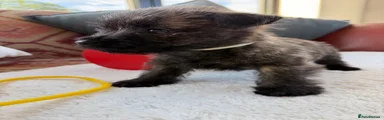 Cairn Terrier 9