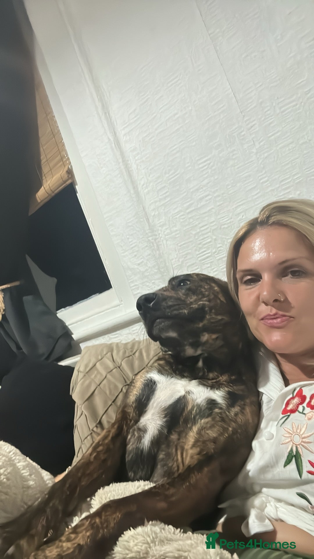 Mixed Breed dogs for sale: Husky staffy cross puppy - Advert 12