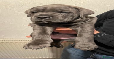 Cane Corso dogs in Wokingham - Advert 10