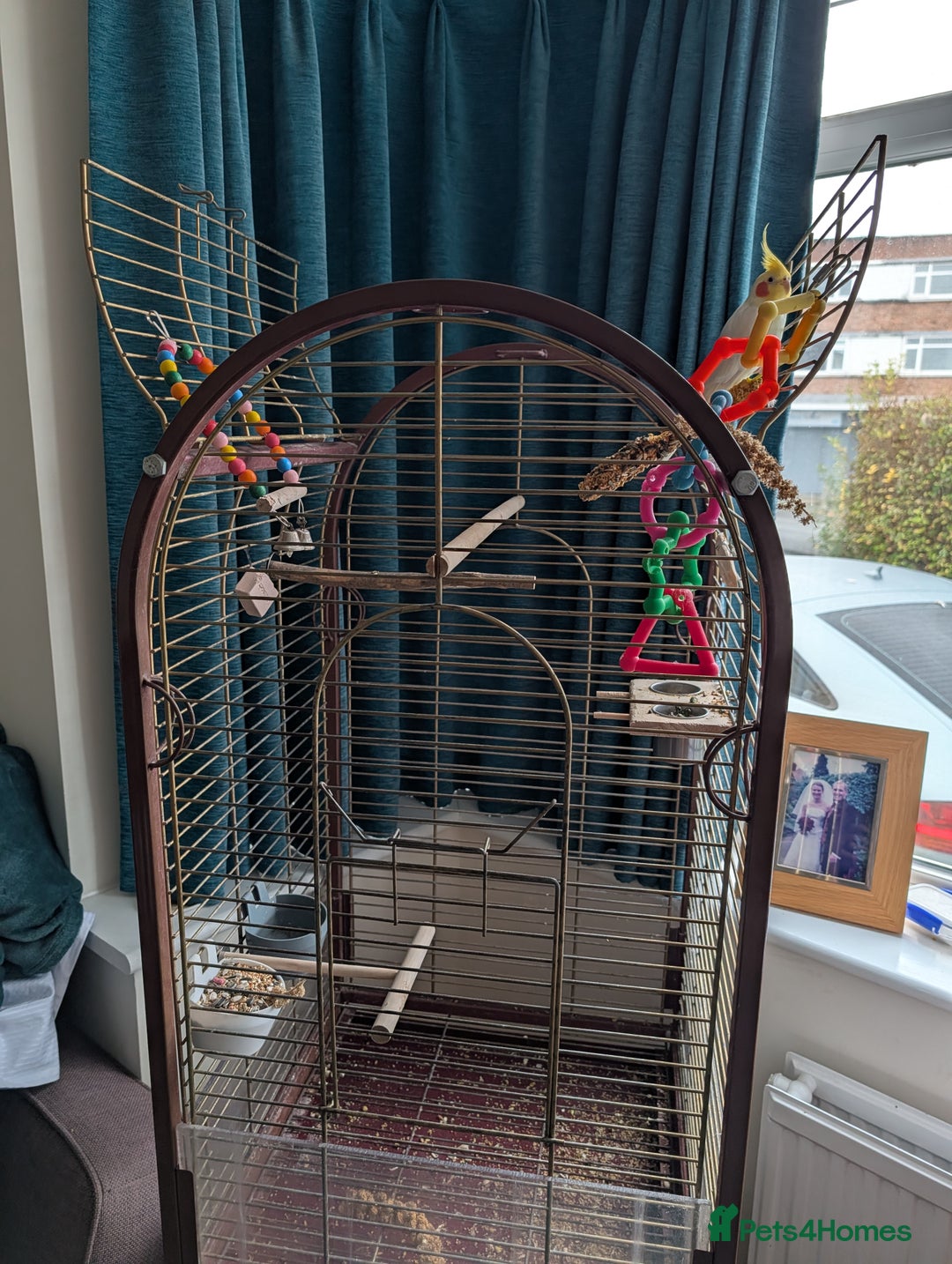 Cockatiels birds for sale: Cockatiel, female, 18 months old - Advert 3