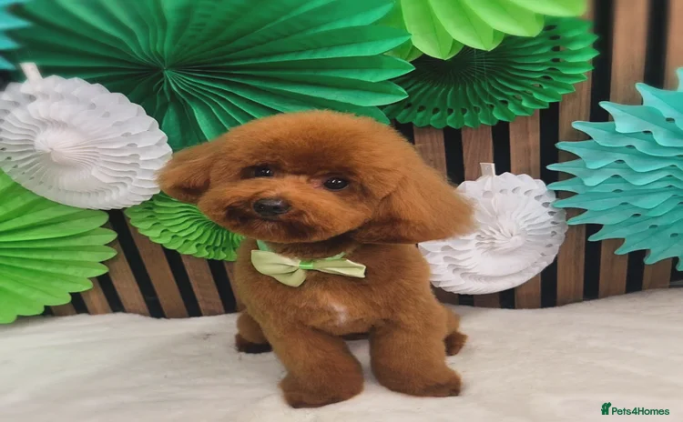 Toy Poodle dogs - Advert 10