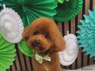 Toy Poodle dogs - Advert 10