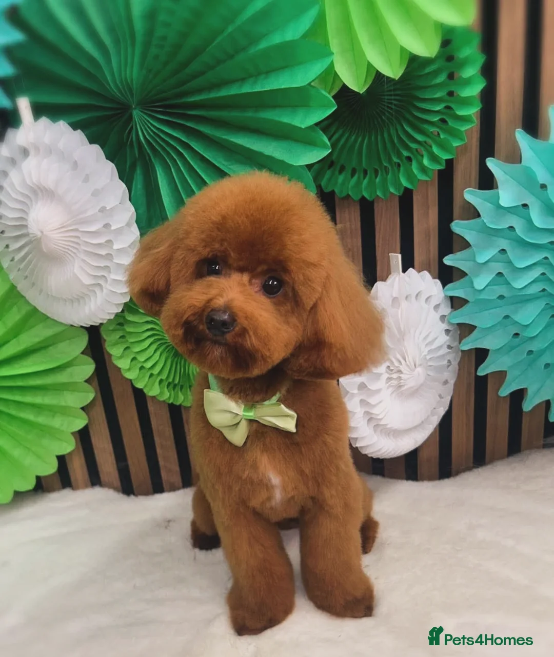 Toy Poodle dogs for stud: Handsome K.C Reg Red Toy poodle stud! - Advert 2