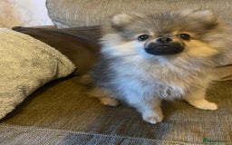 Pomeranian dogs for sale: KC Registered Russian Blood Line Pomeranian pups in Tipton - Image 26