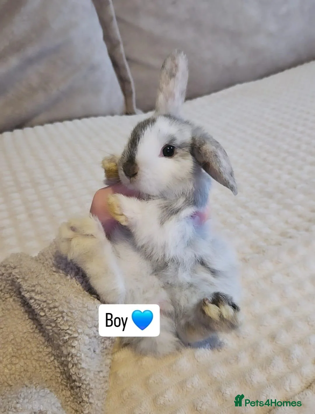 Mini Lop rabbits for sale: Baby Bunnys - Advert 1