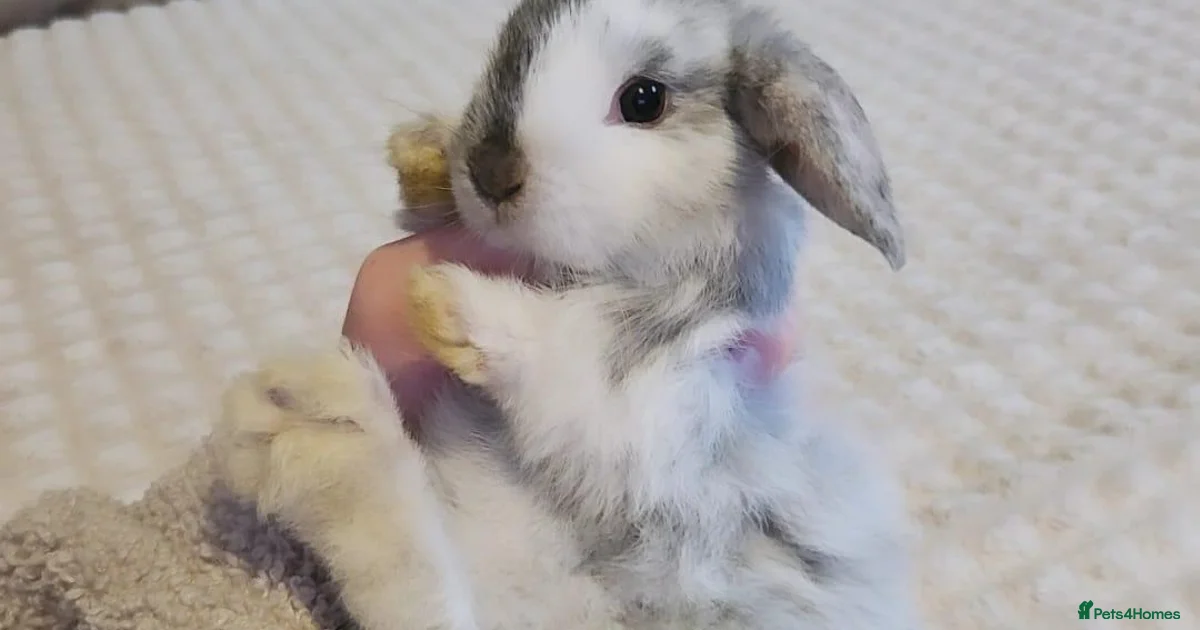 Lop Rabbit All Mini Lop Rabbits for Sale for sale in Lancaster, Lancashire | Pets4Homes