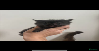 Persian cats - Advert 7