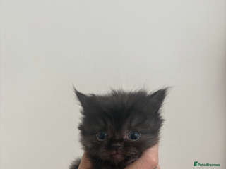 Persian cats - Advert 35