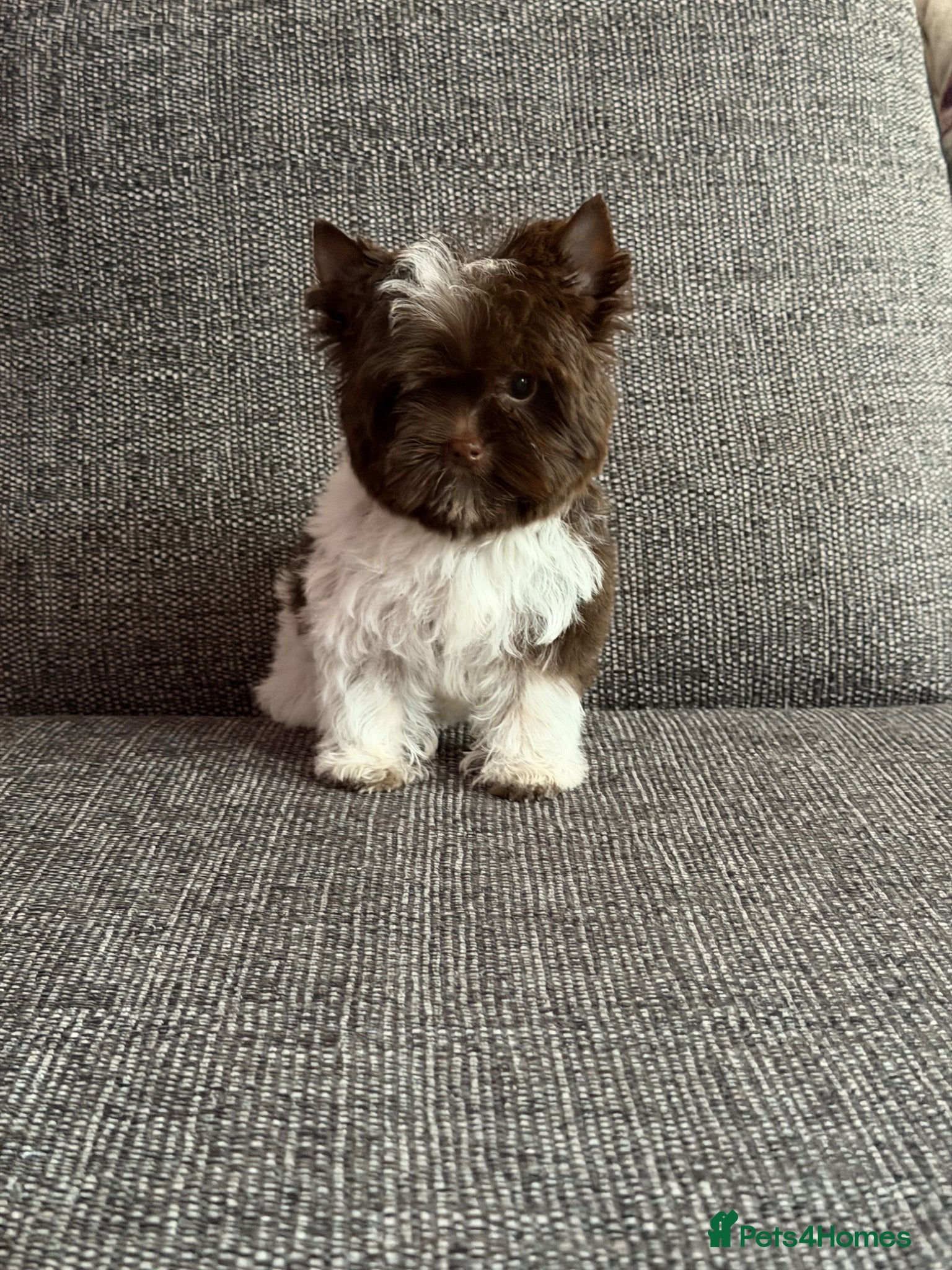 Yorkshire Terrier dogs Tiny Boys🐾 Pedigree 🐾 - Advert 7