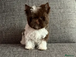 Yorkshire Terrier dogs Tiny Boys🐾 Pedigree 🐾 - Advert 7