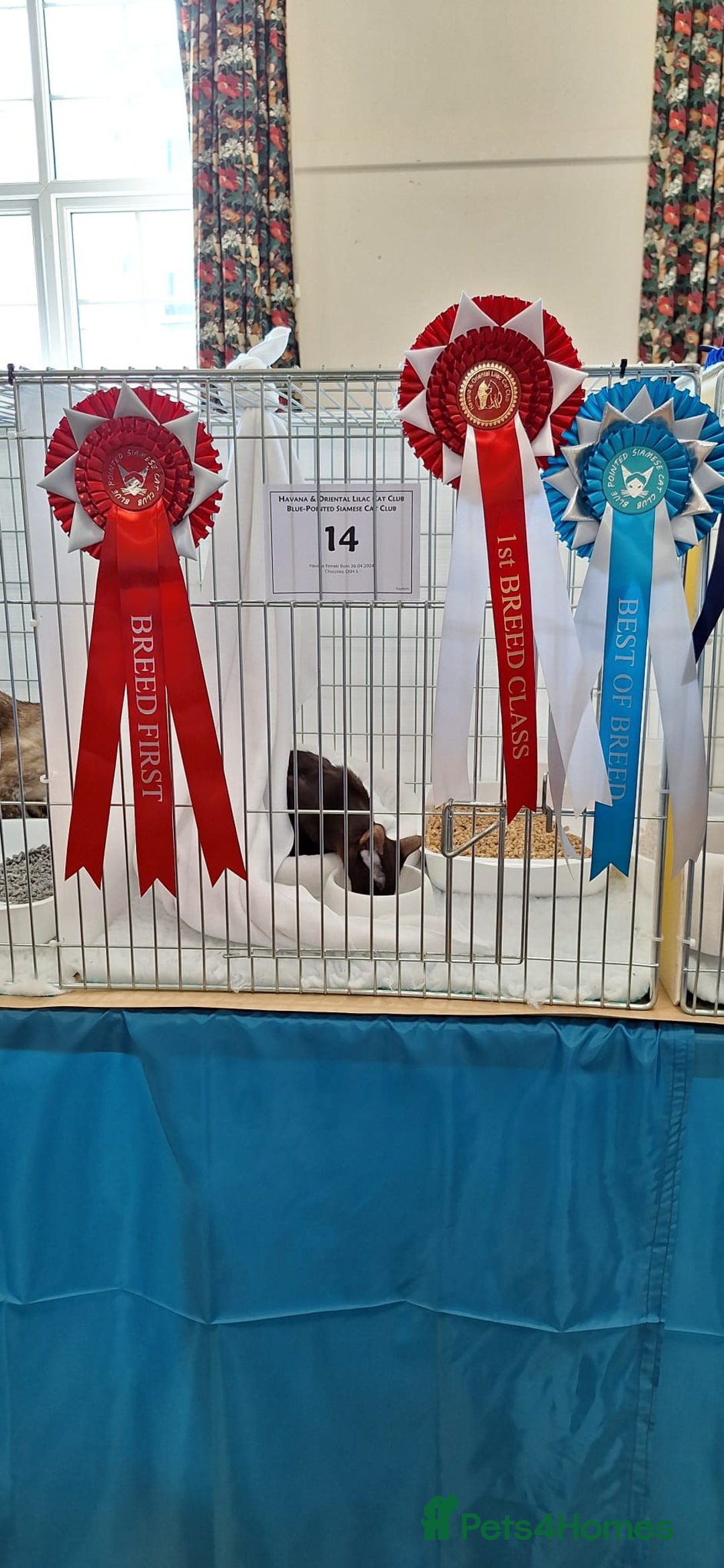 Oriental cats for sale: Supreme pedigree Lilac Oriental kittens GCCF reg - Advert 18