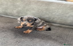 Miniature Dachshund dogs for sale: Miniature dachshunds baby’s for sale  - Image 1