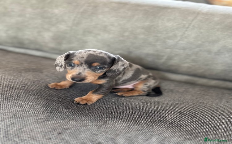 Miniature Dachshund dogs - Advert 13