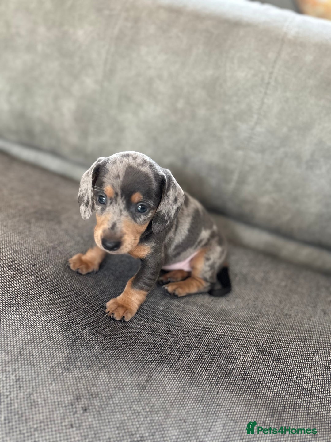 Miniature Dachshund dogs for sale: Miniature dachshunds baby’s for sale  - Image 1