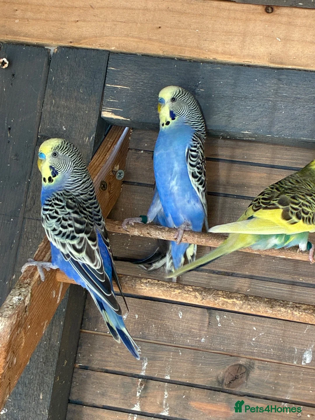 Budgerigars birds for sale: Aviary bred Budgies’s for sale - Advert 13