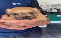 Patterjack dogs for sale: Two rescue pups patterjacks - Image 5