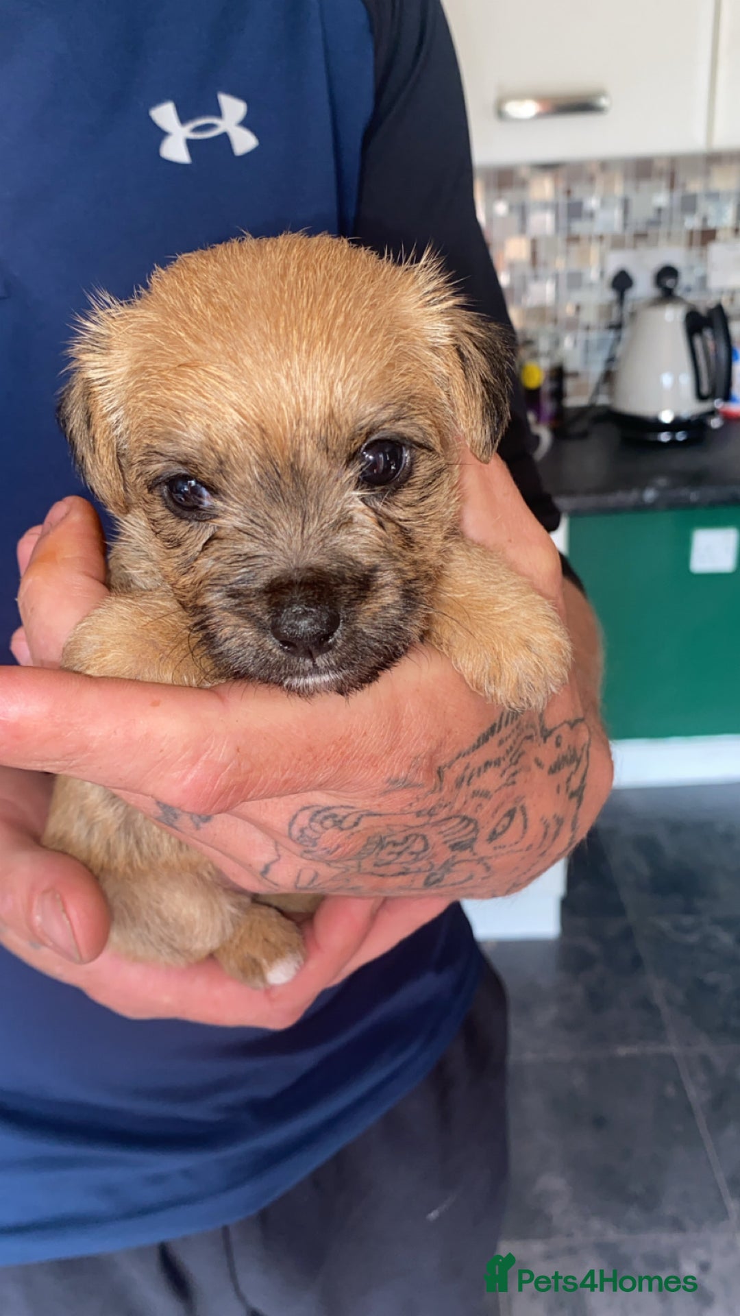 Patterjack dogs for sale: Two rescue pups patterjacks - Image 5