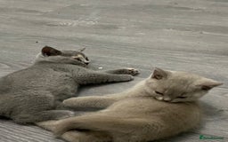 British Shorthair cats for sale: Beautiful British Short Hair Kittens - Image 2