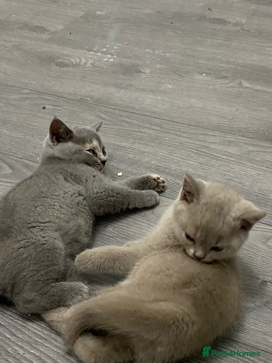 British Shorthair cats for sale: Beautiful British Short Hair Kittens - Image 2