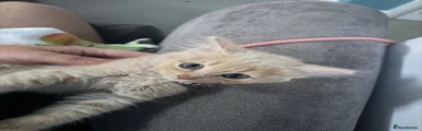 British Longhair 2