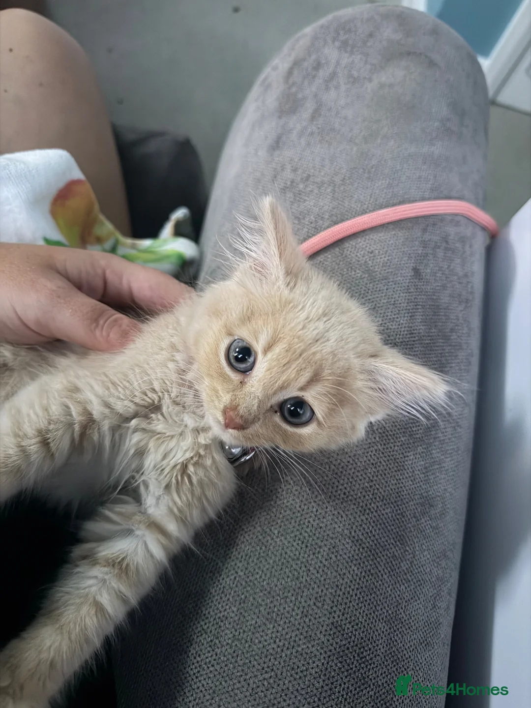 British Longhair cats for sale: British longhair/mixed kittens for sale  - Advert 7