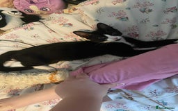 Mixed Breed cats for sale: Female kitten  - Image 3