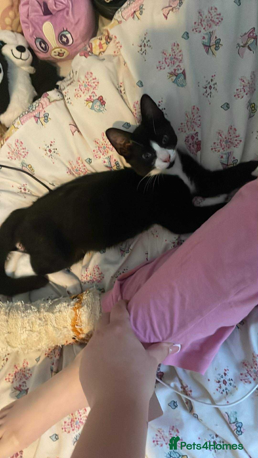Mixed Breed cats for sale: Female kitten  - Image 3