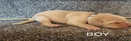 Labrador Retriever dogs for sale: KC registered Labrador retrievers in Bordon - Advert 8