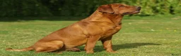 Labrador Retriever dogs for sale: Fox Red Labrador Puppies For Sale - Advert 10